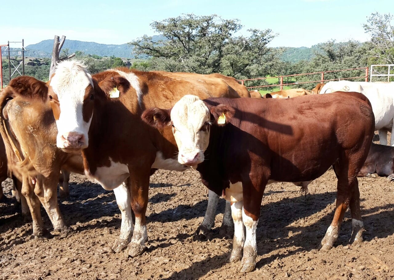 El becerro de entre 150 y 170 kilos se comercializa actualmente entre 86 y 88 pesos por kilo, de acuerdo con la Asociación Ganadera Local del Valle del Yaqui. FOTO: BANCO DIGITAL