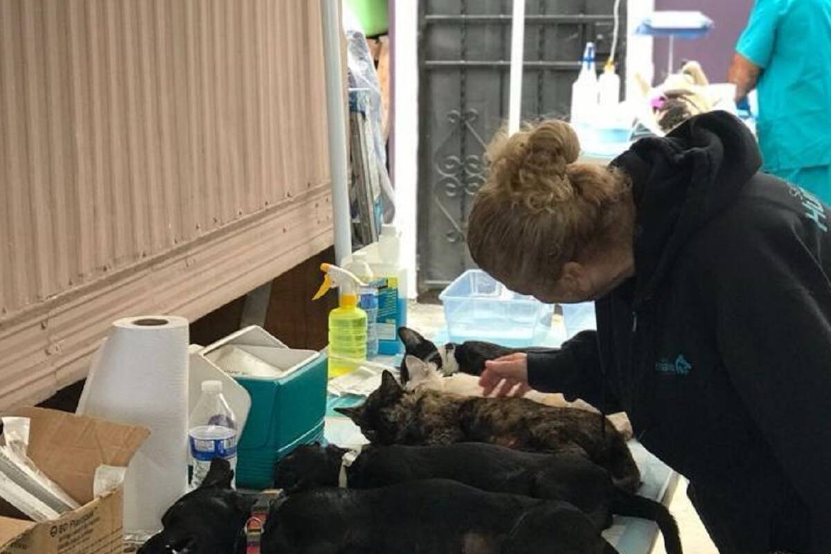 Realizan esterilizaciones gratuitas una vez al mes en Rosarito