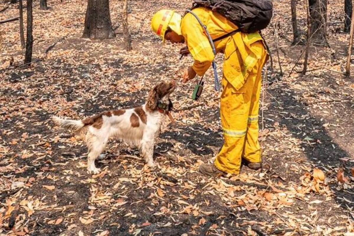 Una perra ayuda a rescatar koalas entre los enormes incendios de Australia