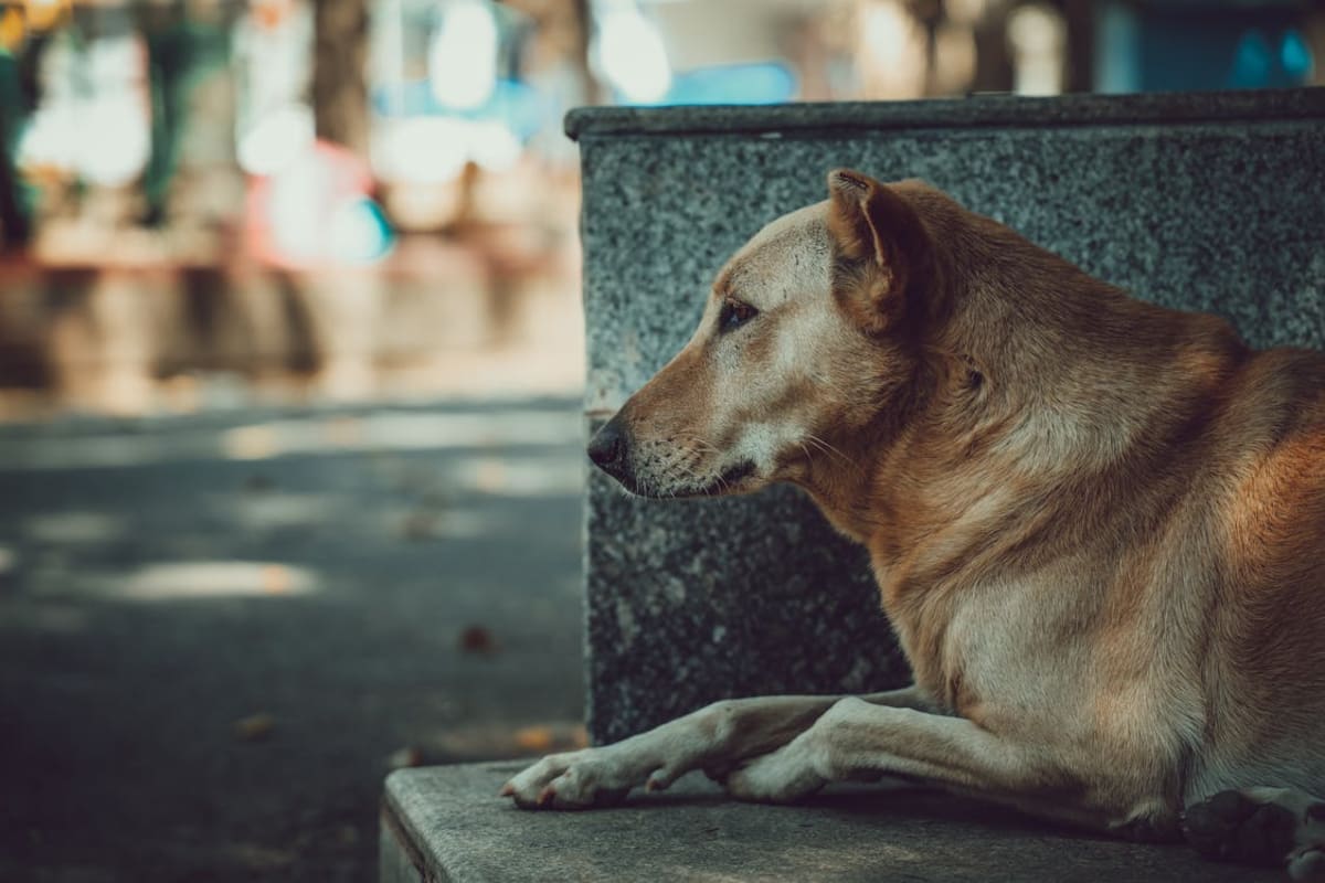 Esperanza de vida de los perros callejeros | Foto: pexels