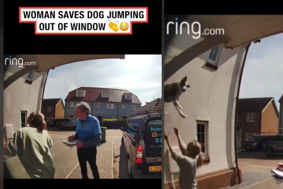 “Dios, hazte para atrás”: Mujer que recogía un paquete vio cómo su perro intentaba saltar por la ventana