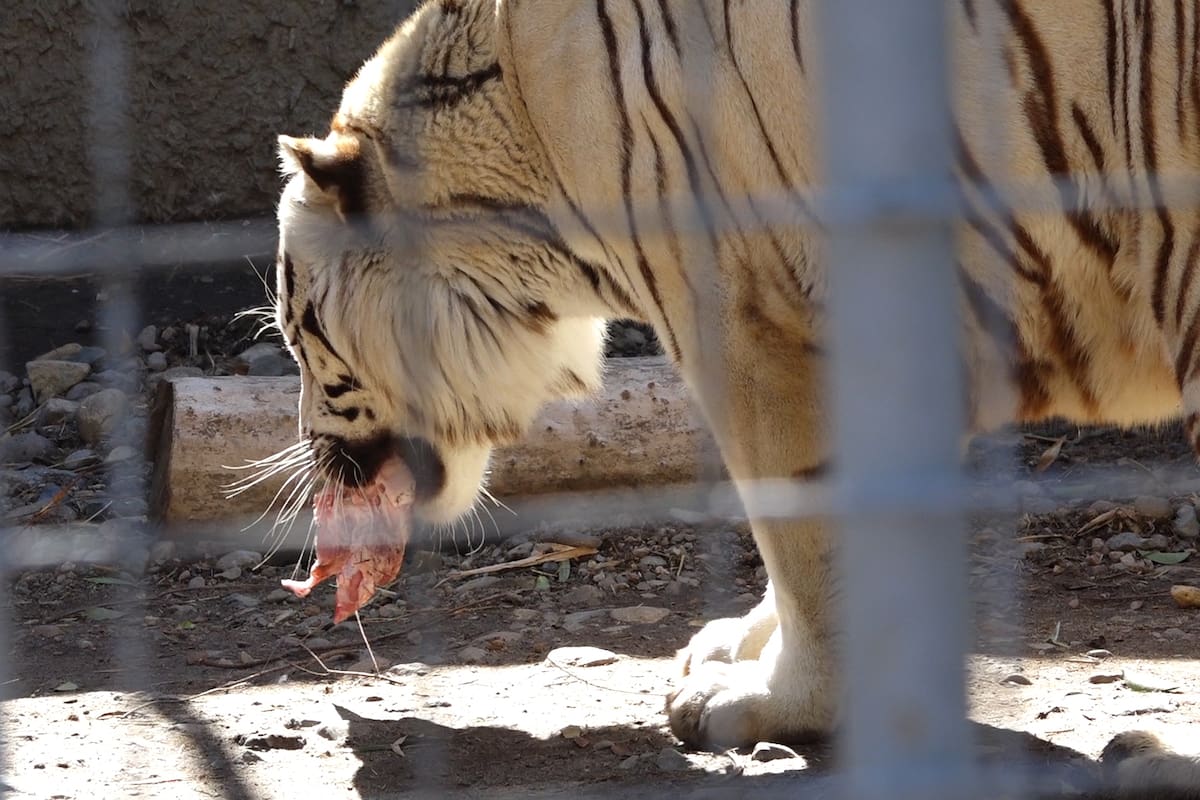 Así alimentan a los 138 animales del parque Morelos