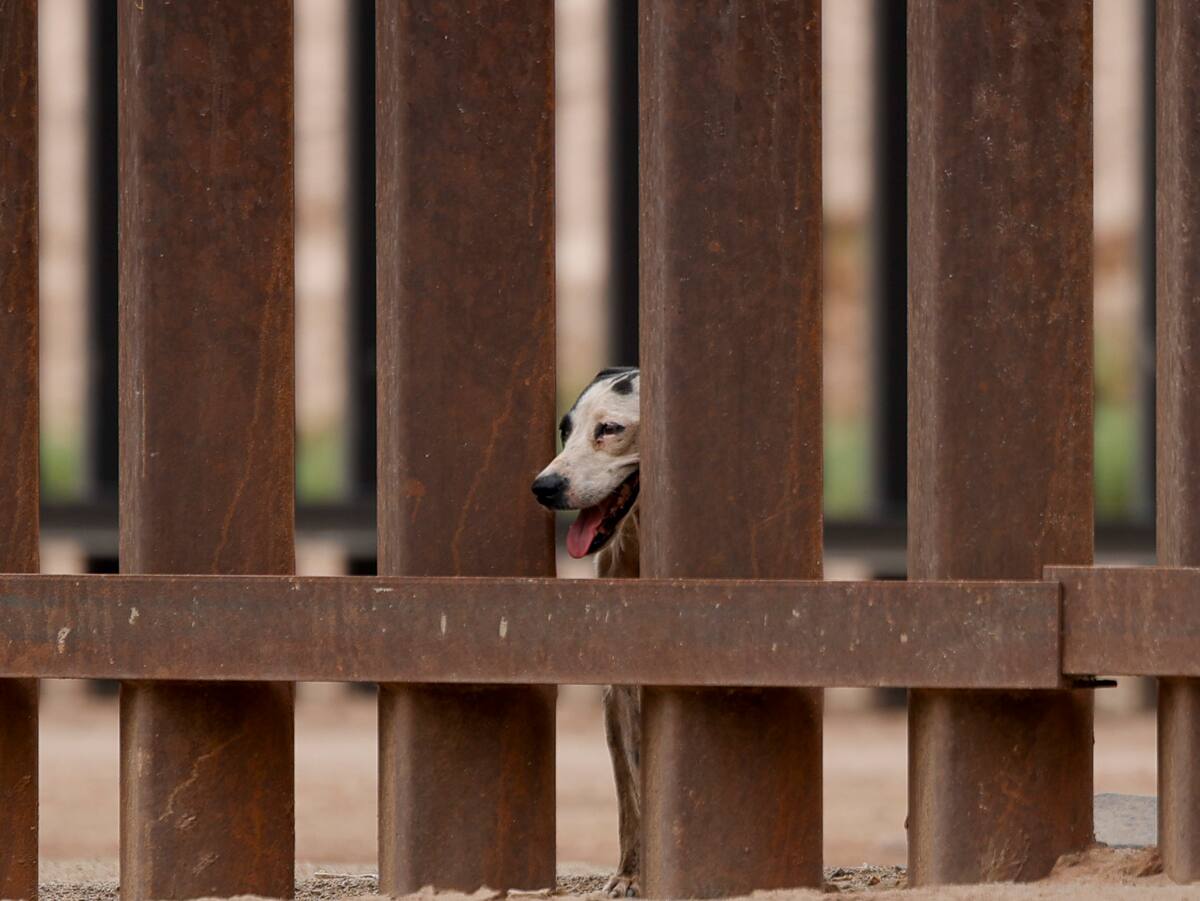 Perro en la frontera
Un perro fue captado entre el muro fronterizo mientras aparentemente buscaba la manera de regresar a casa, en la zona fronteriza de Mexicali. Foto: Juan J. Morales