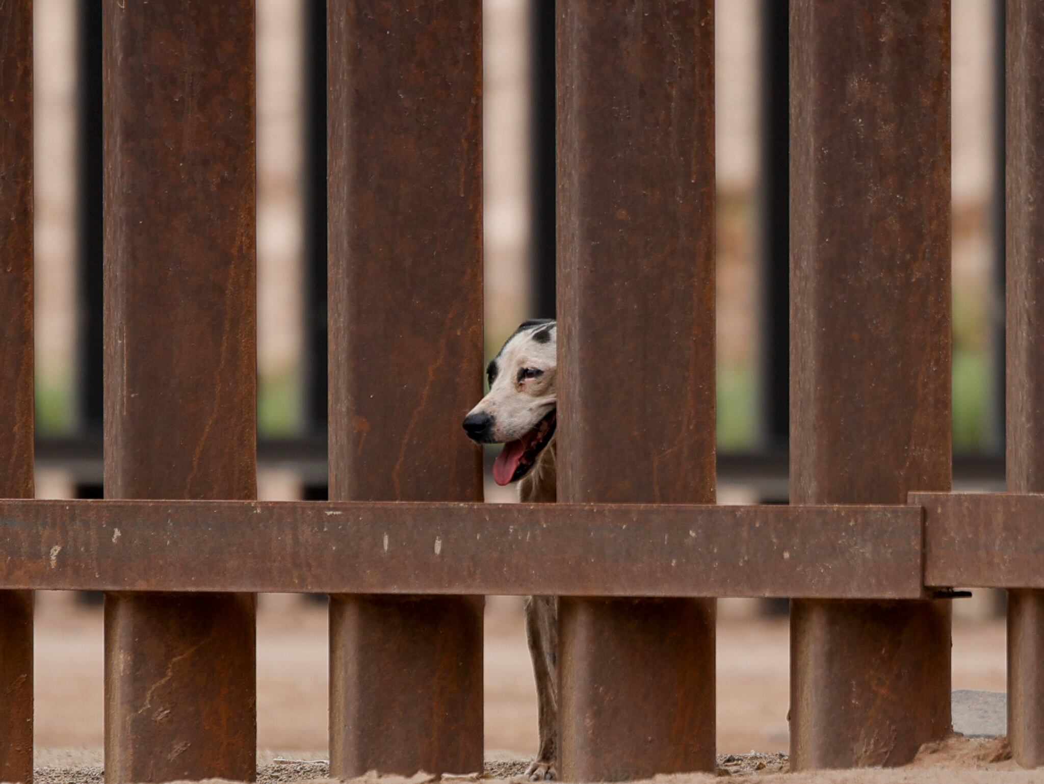 Perro en la frontera
Un perro fue captado entre el muro fronterizo mientras aparentemente buscaba la manera de regresar a casa, en la zona fronteriza de Mexicali. Foto: Juan J. Morales