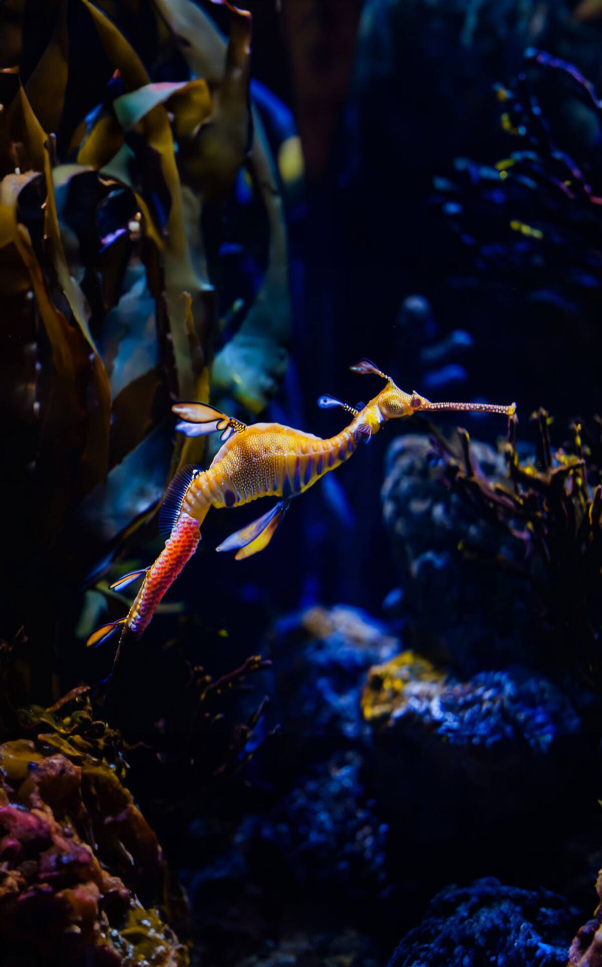 Cuatro de los dragones marinos de un año al Acuario de Nueva Inglaterra en Boston, Massachusetts.
