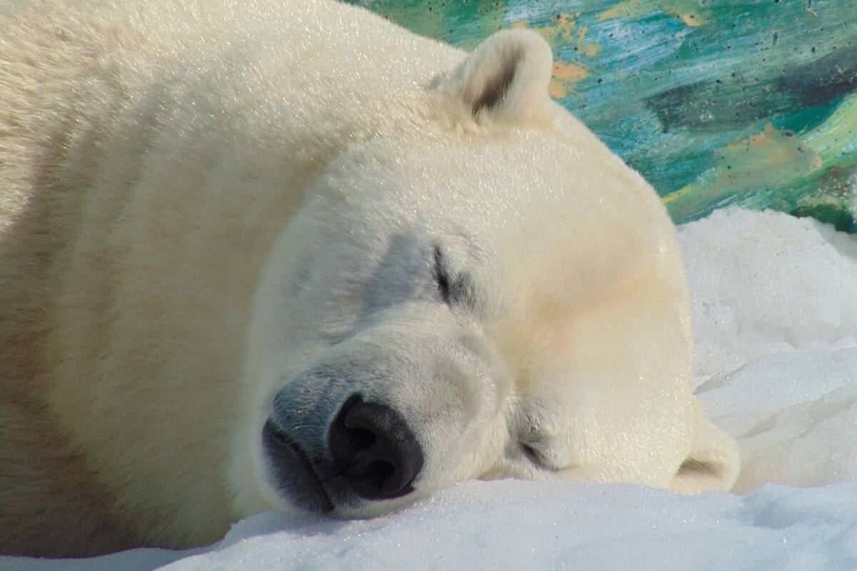 Encuentran un oso polar en Rusia