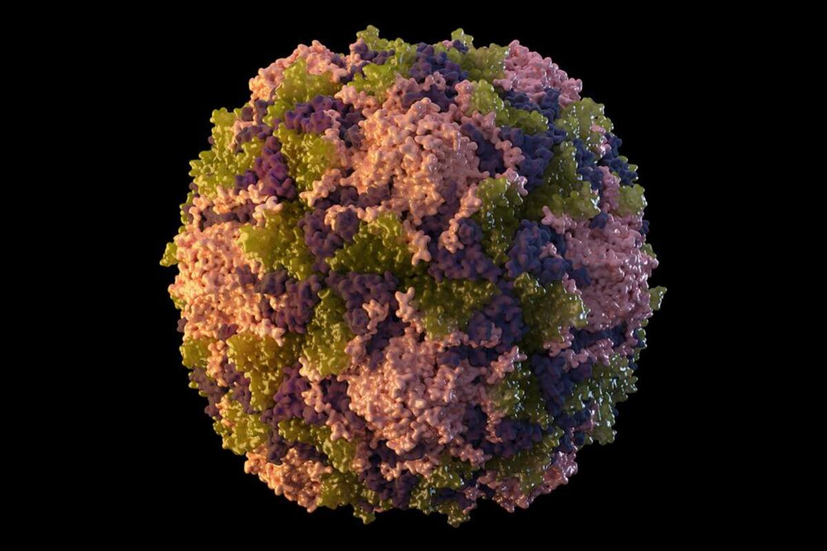 Polio en Nueva York: Un médico especialista en enfermedades infecciosas explica este caso extremadamente raro