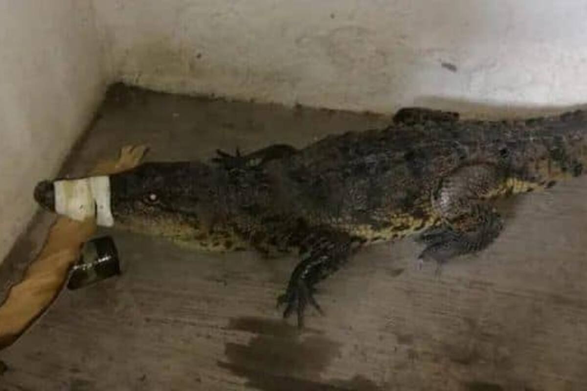 Encuentran cocodrilo en vivienda abandonada de San Carlos