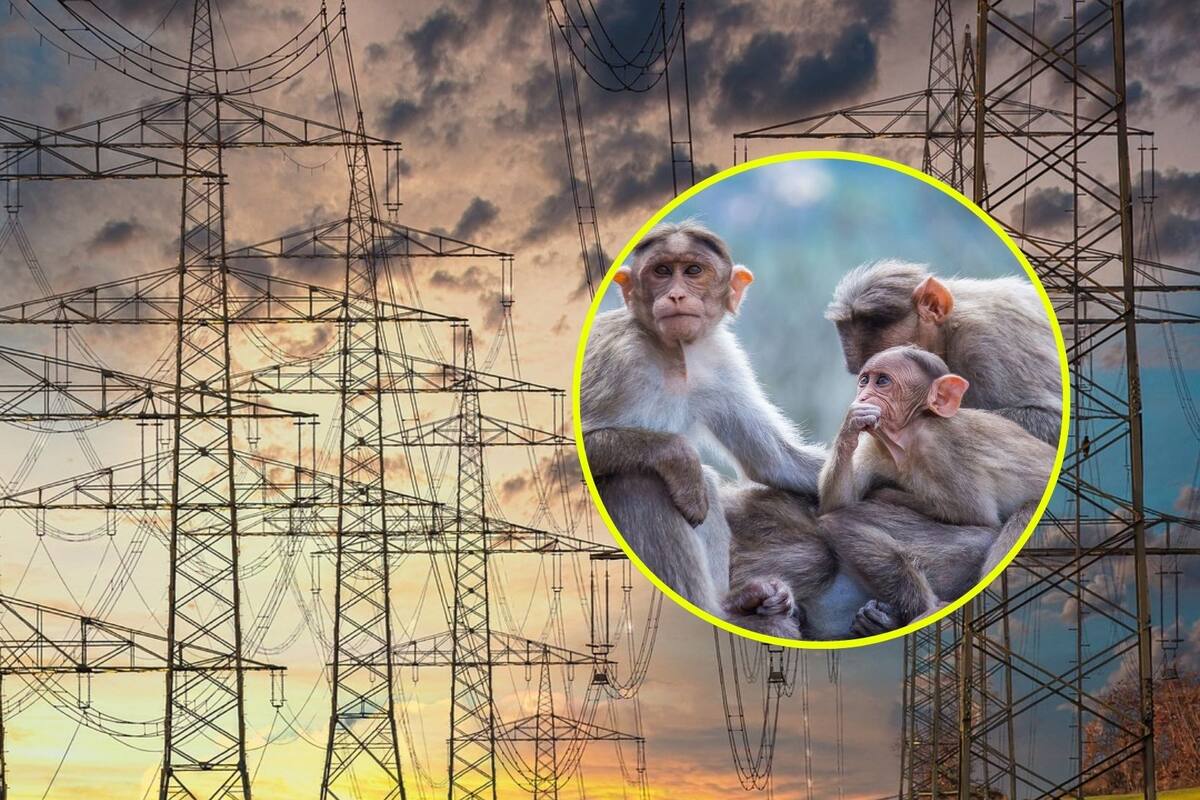 Mono salvaje provoca apagón a nivel nacional en Sri Lanka