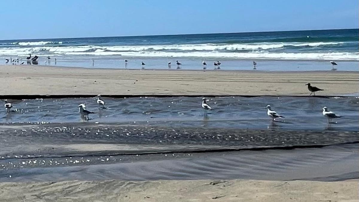 Cientos de aves se concentran sobre aguas negras vertidas en el arroyo Huahuatay en Rosarito