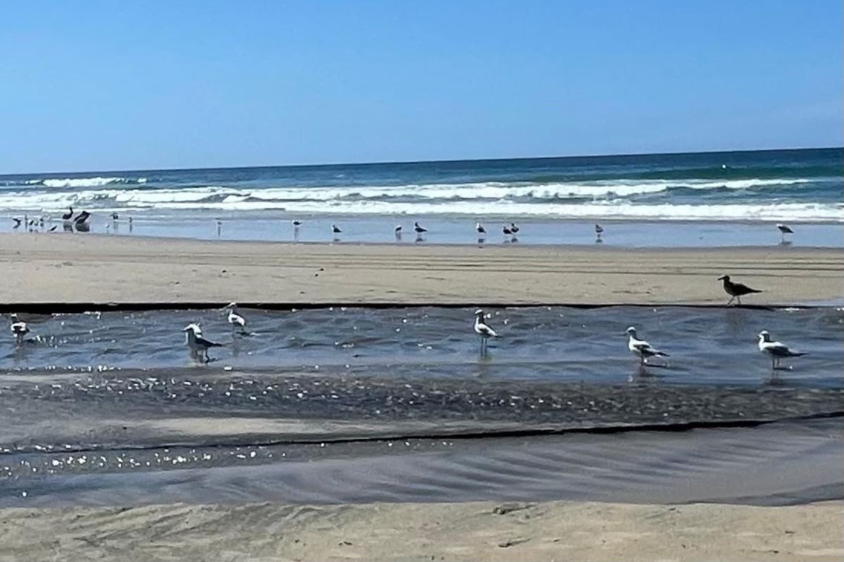 Cientos de aves se concentran sobre aguas negras vertidas en el arroyo Huahuatay en Rosarito