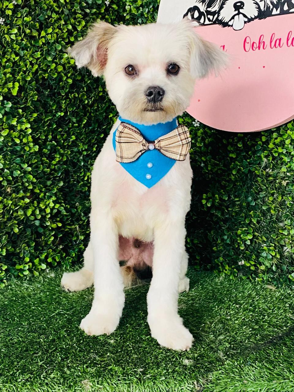 A través de su negocio, Carlos Cortés ha logrado que decenas de perros encuentren hogar en Estados Unidos y Canadá. Foto: Cortesía