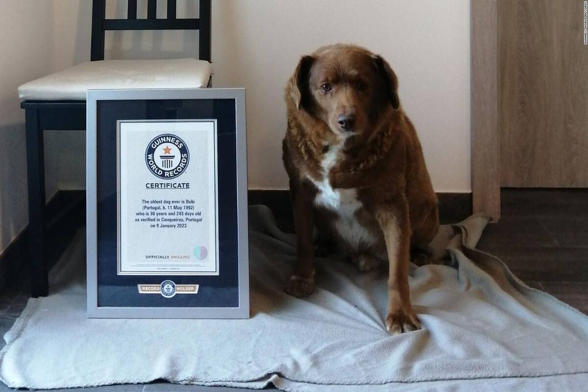 Éste es el perro más logevo de la historia al vivir más de 31 años