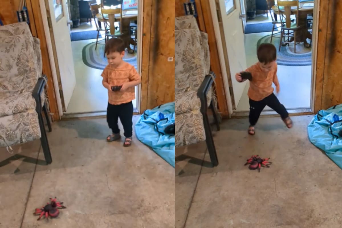 Niño se vuelve viral por asustarse a sí mismo con su juguete de araña (VIDEO)