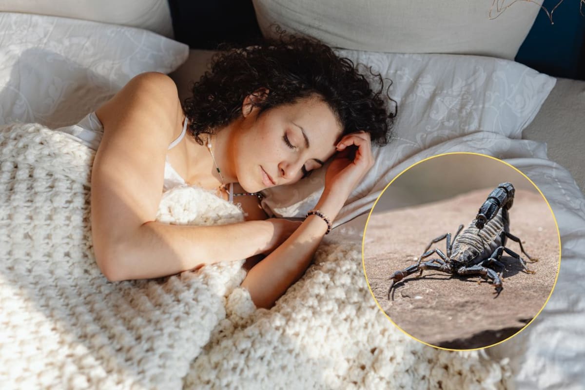 Soñar con alacranes: qué significa según la psicología y cómo interpretar este sueño