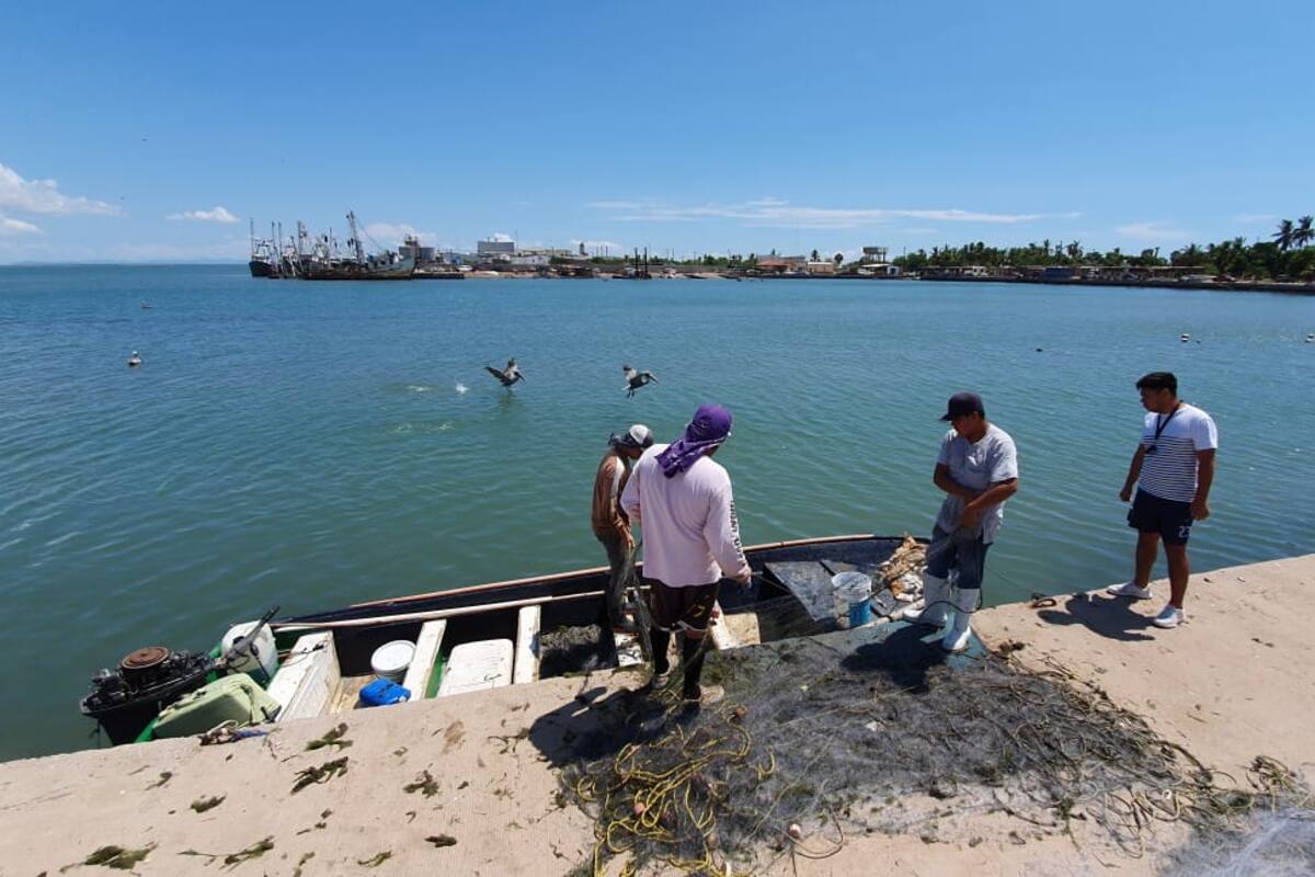 Sonora: Aseguran que buzos dejan la captura del callo de hacha por temor a tiburones