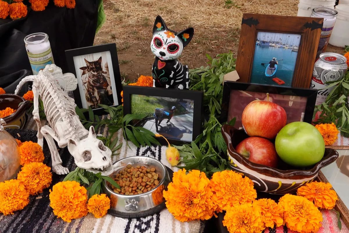 Preparan “Mega Altar” para mascotas en el Bosque de la Ciudad