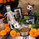 Preparan “Mega Altar” para mascotas en el Bosque de la Ciudad