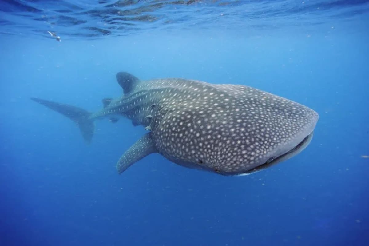¿Animales que son inmunes al cáncer? esto es lo que se sabe al respecto