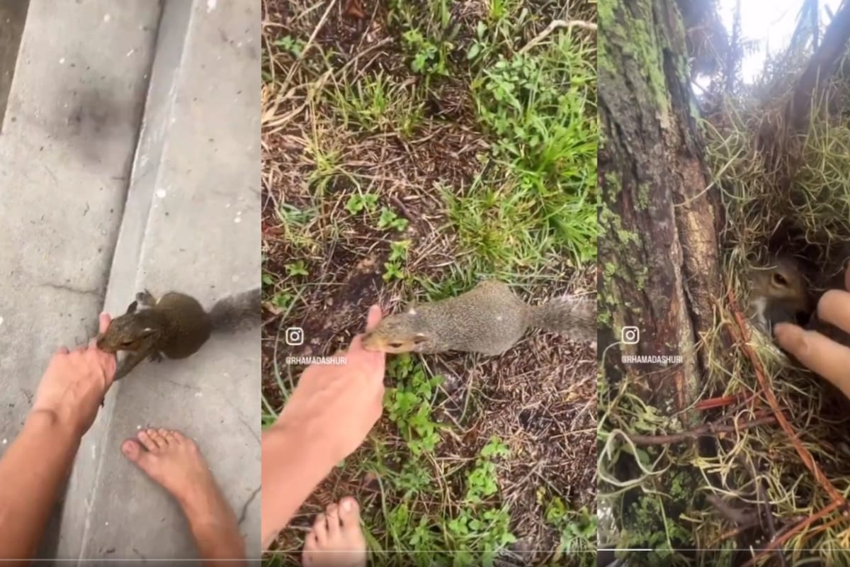 VIDEO: una ardilla le presume sus crías a una mujer