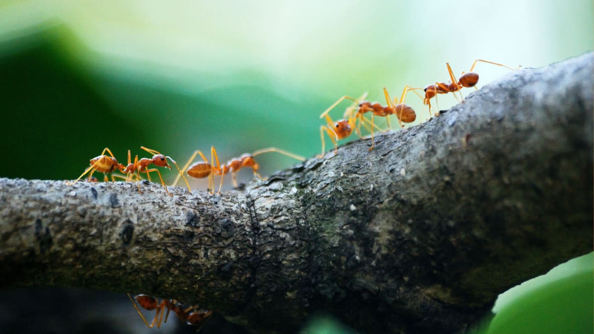 Las hormigas son insectos organizados y fuertes que liberan feromonas al morir, alertando a su colonia y pudiendo desencadenar una invasión si son eliminadas dentro del hogar|Foto: Canva