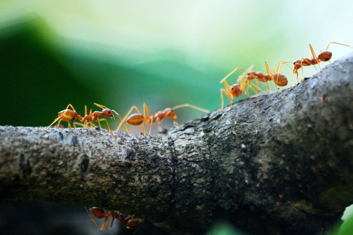 Por esta razón no deberías aplastar hormigas en tu casa