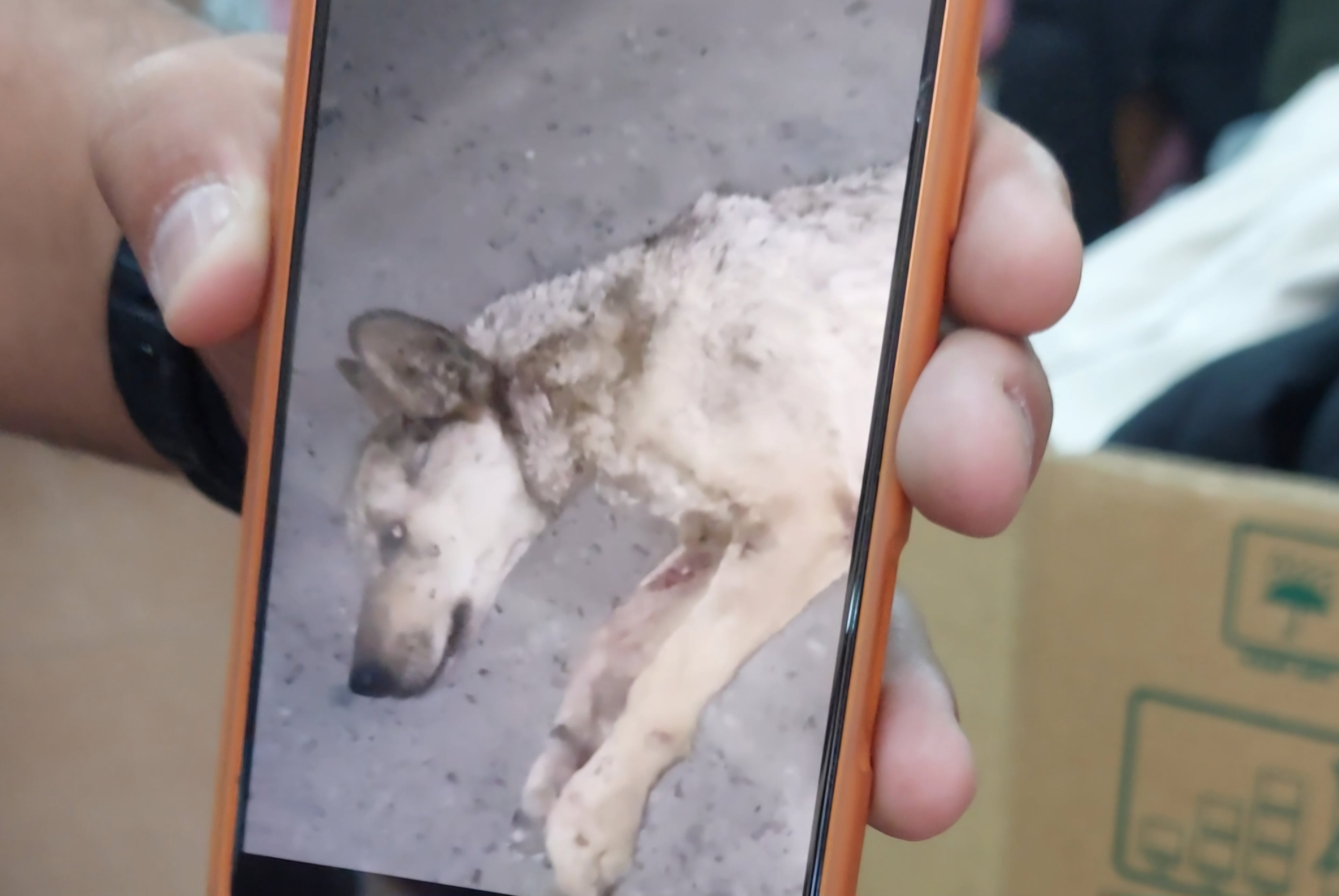 A través de su negocio, Carlos Cortés ha logrado que decenas de perros encuentren hogar en Estados Unidos y Canadá. Foto: Cortesía