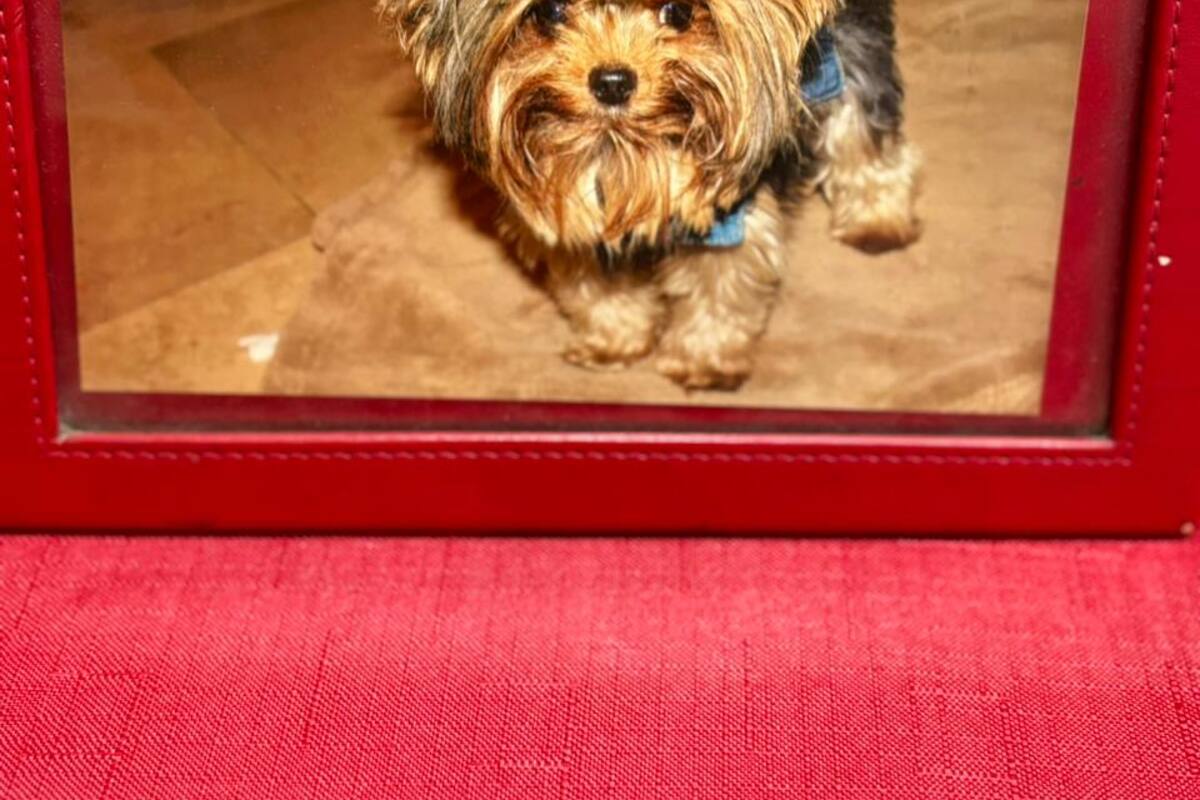 Exige justicia por su perrita ´Camila´ que falleció en una clínica veterinaria