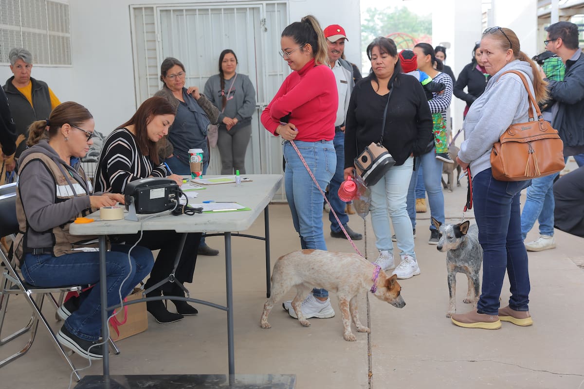 Arranca jornada de esterilización gratuita para perros y gatos en Hermosillo: Consulta las fechas y lugares disponibles