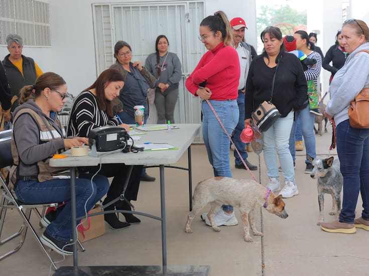 Jornadas de esterilización gratuita para perros y gatos en Hermosillo: Consulta las fechas y lugares disponibles