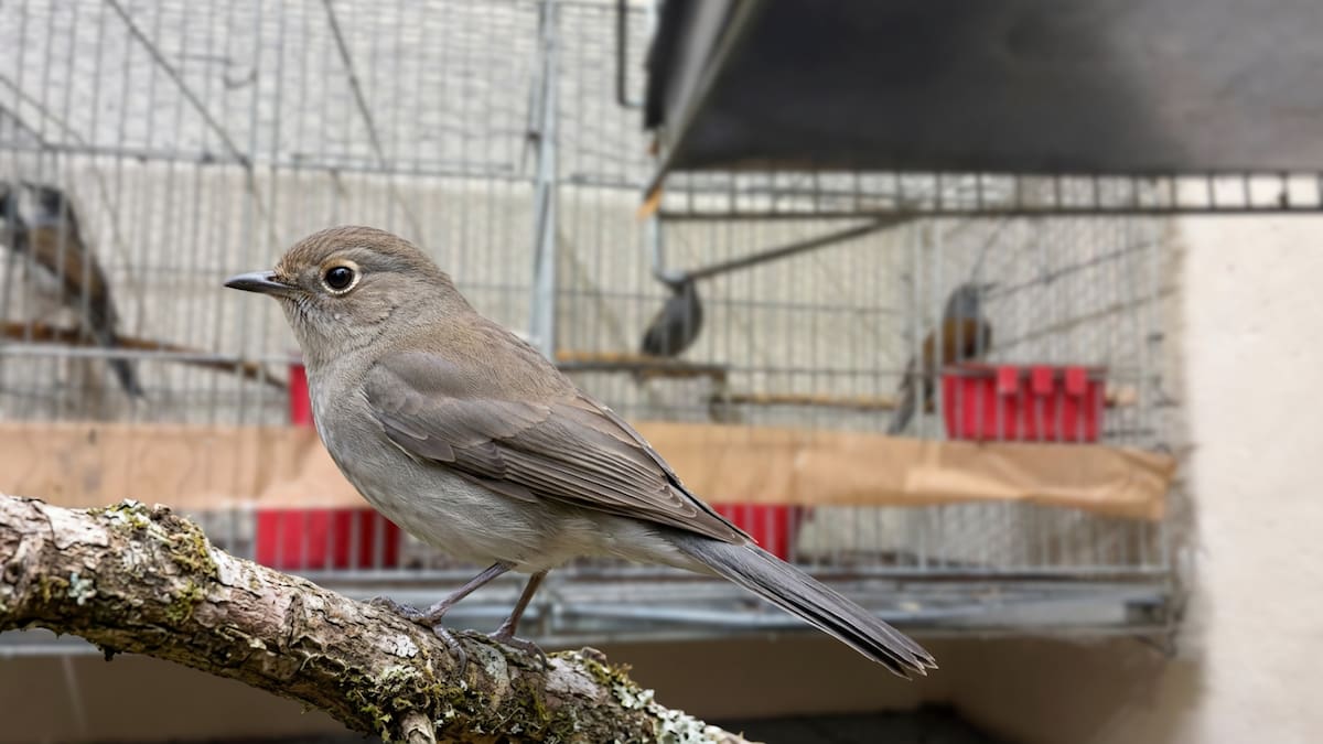 Lo sorprendieron transportando cinco aves protegidas sin documentos en Morelos y ahora enfrenta un proceso penal que podría llevarlo hasta nueve años a prisión, tras ser acusado de posesión ilegal de ejemplares enlistados en la NOM-059-SEMARNAT-2010