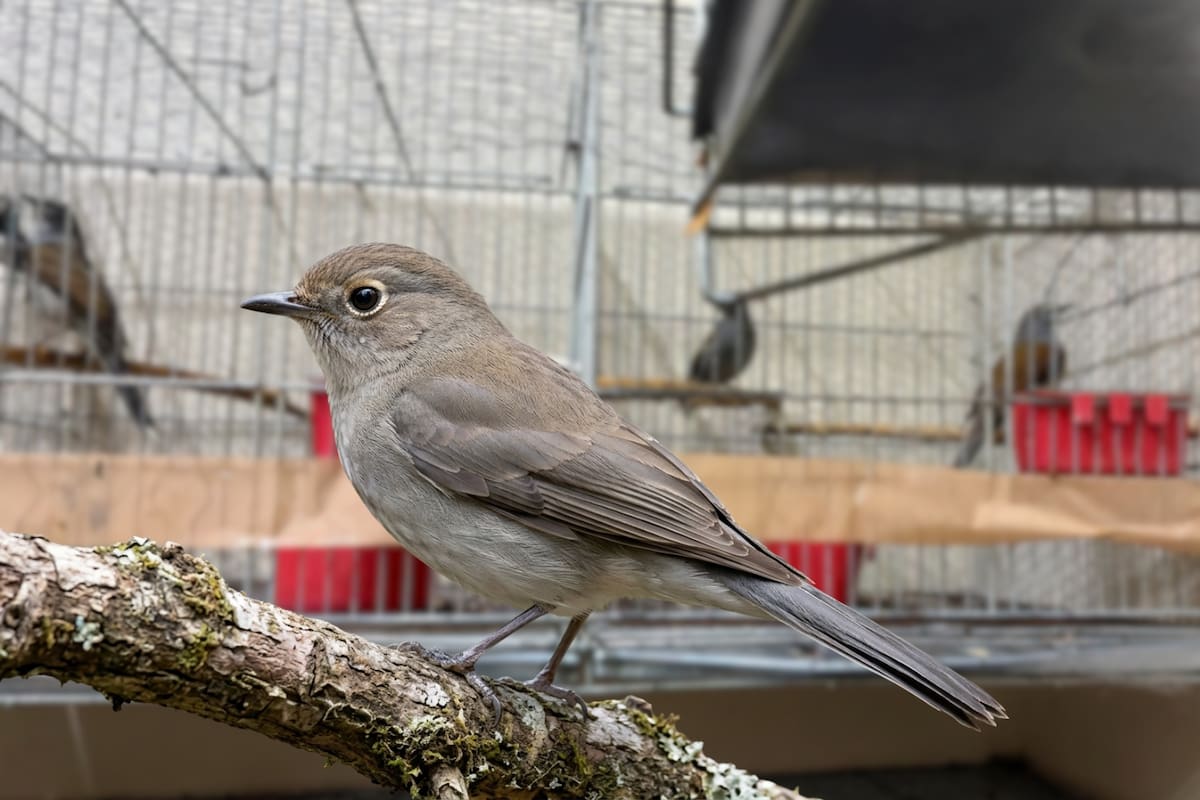Lo sorprendieron transportando cinco aves protegidas sin documentos en Morelos y ahora enfrenta un proceso penal que podría llevarlo hasta nueve años a prisión, tras ser acusado de posesión ilegal de ejemplares enlistados en la NOM-059-SEMARNAT-2010