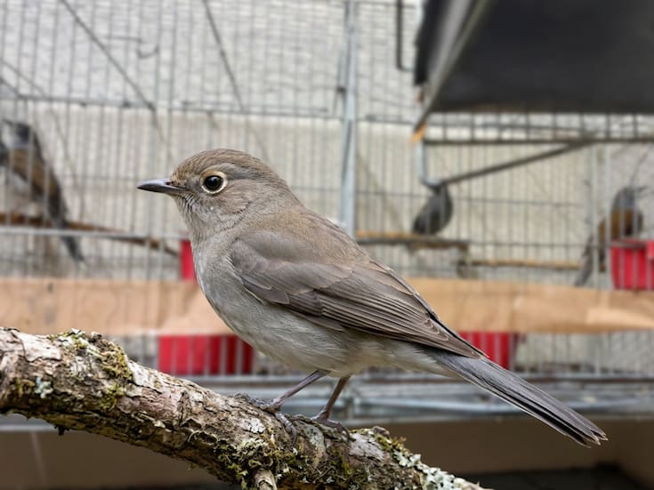 Lo sorprendieron transportando cinco aves protegidas sin documentos en Morelos y ahora enfrenta un proceso penal que podría llevarlo hasta nueve años a prisión, tras ser acusado de posesión ilegal de ejemplares enlistados en la NOM-059-SEMARNAT-2010