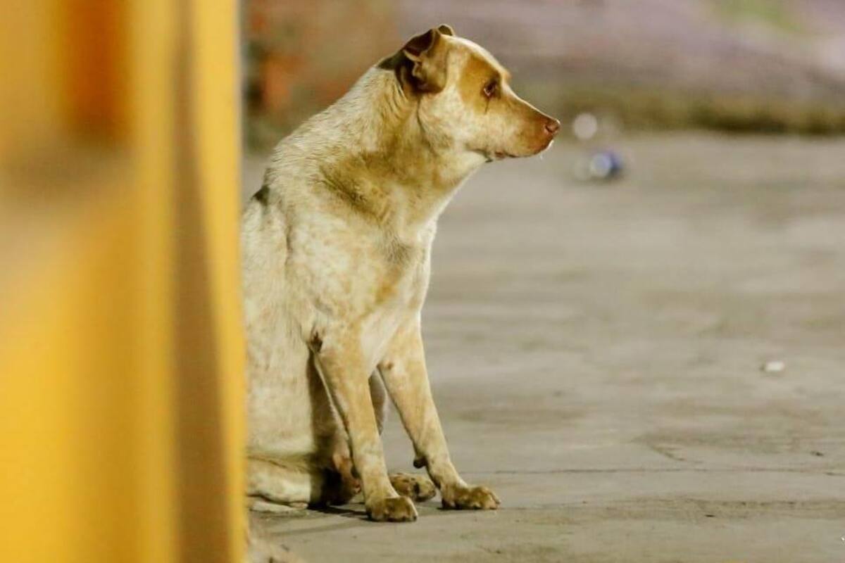 El viejo ‘Jacob’ es el "Hachiko de la Olivares"