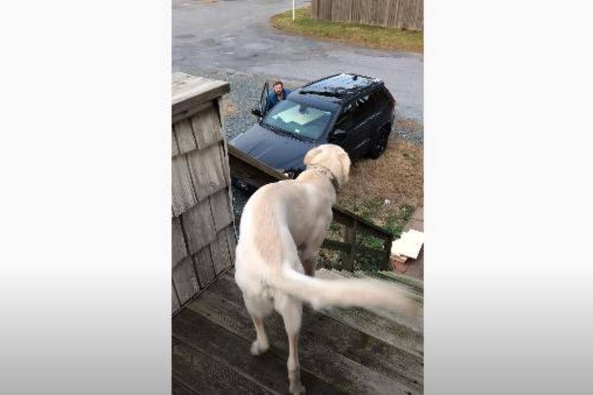 VIRAL: Perrito se emociona al ver a su dueño llegar a su casa