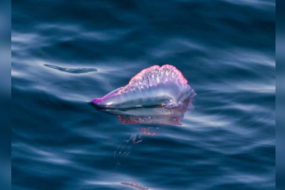Adolescente se traga una medusa y pasa la Navidad en el hospital