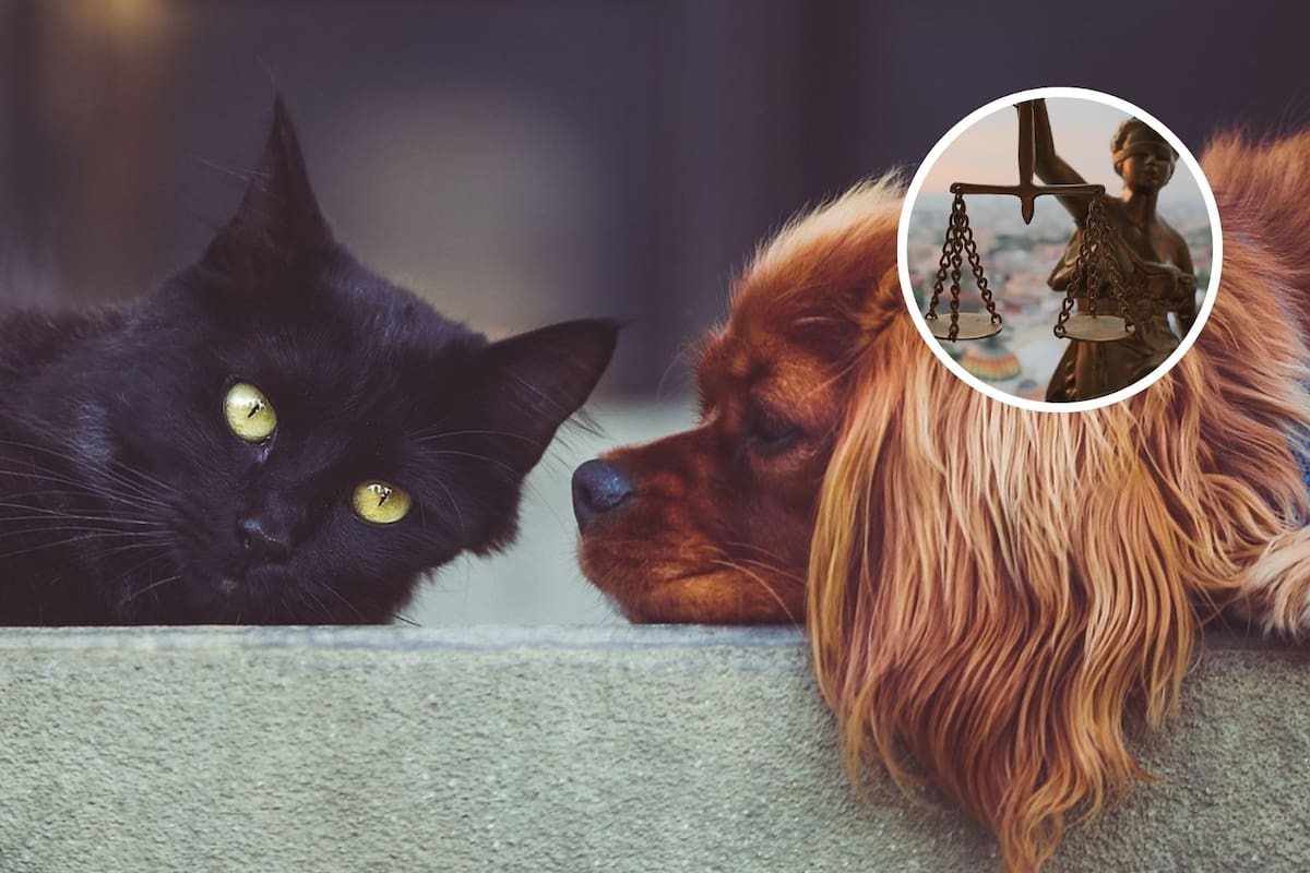 Dia Internacional de los Derechos de los Animales: 5 Cosas que podemos hacer para el Bienestar Animal