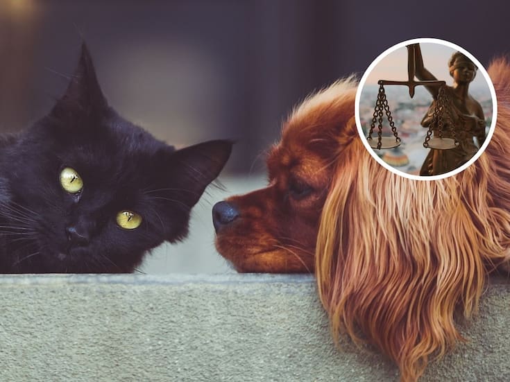 Dia Internacional de los Derechos de los Animales: 5 Cosas que podemos hacer para el Bienestar Animal