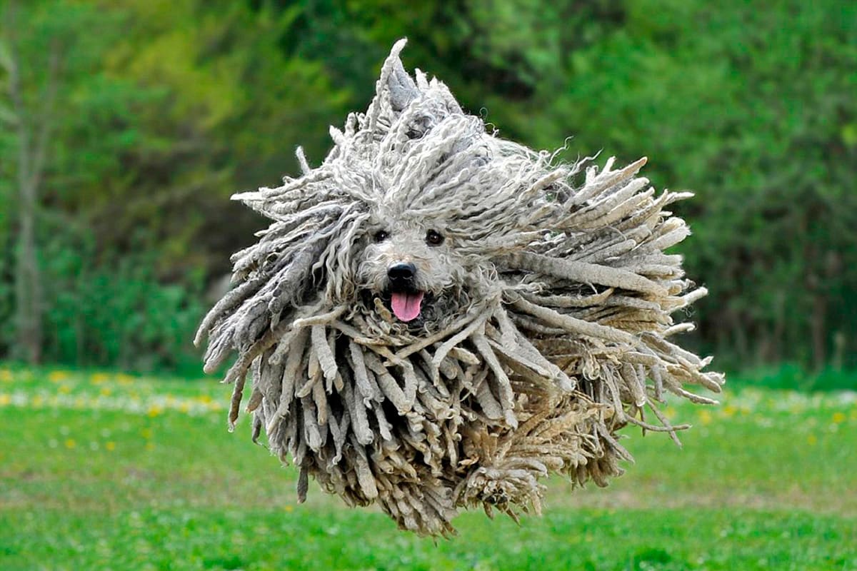 Curiosidades de los perros pastor bergamasco