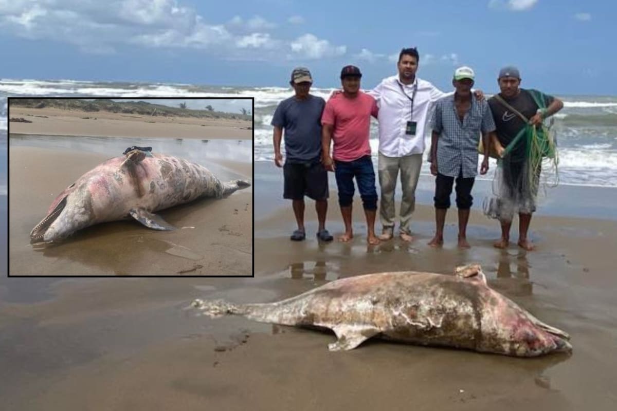 Hallan segundo delfín muerto en playas del sur de Veracruz en medio de derrame de hidrocarburo