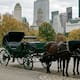 Nueva York suspende paseos en carruajes de caballos en Central Park tras la muerte de un turista de 18 años y reabre debate por la Ley Ryder, una propuesta del Concejo Municipal de que busca eliminar gradualmente o prohibir vehículos tirados por caballos en la ciudad