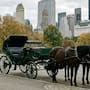 Nueva York suspende paseos en carruajes de caballos en Central Park tras la muerte de un turista de 18 años y reabre debate por la Ley Ryder, una propuesta del Concejo Municipal de que busca eliminar gradualmente o prohibir vehículos tirados por caballos en la ciudad