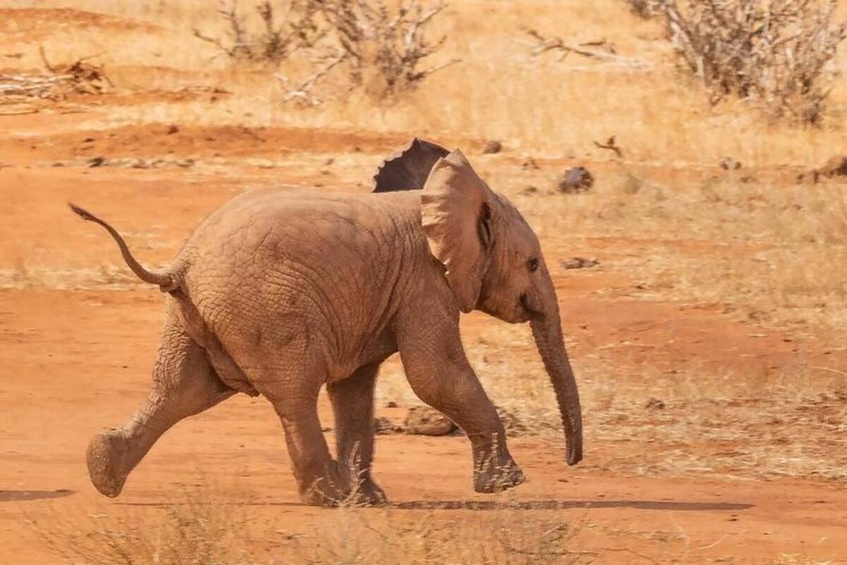VIDEO: Tierno elefante bebé sorprende a turistas