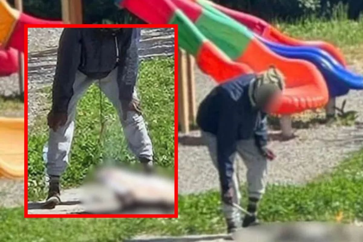 Hombre cocina gato en parque infantil usando fogata improvisada; autoridades italianas dicen que no pueden acusarlo de maltrato animal por falta de pruebas