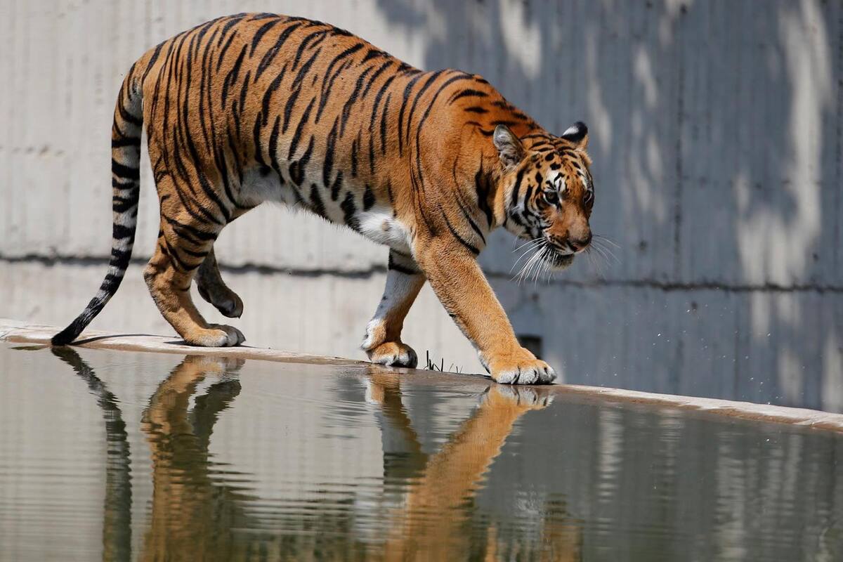 Trabajador atacado por Tigre Eko, felino que mataron ante agresión, enfrentaría cargos penales