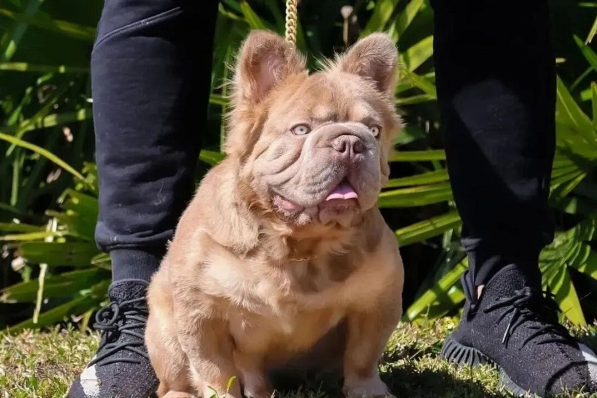 El perro más caro del mundo come como un rey y tiene miles de fans en Instagram