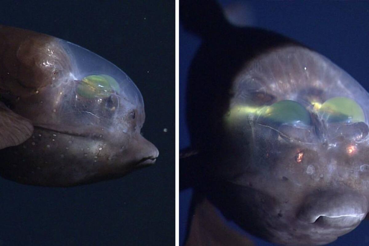 Graban un extraño pez de cabeza transparente