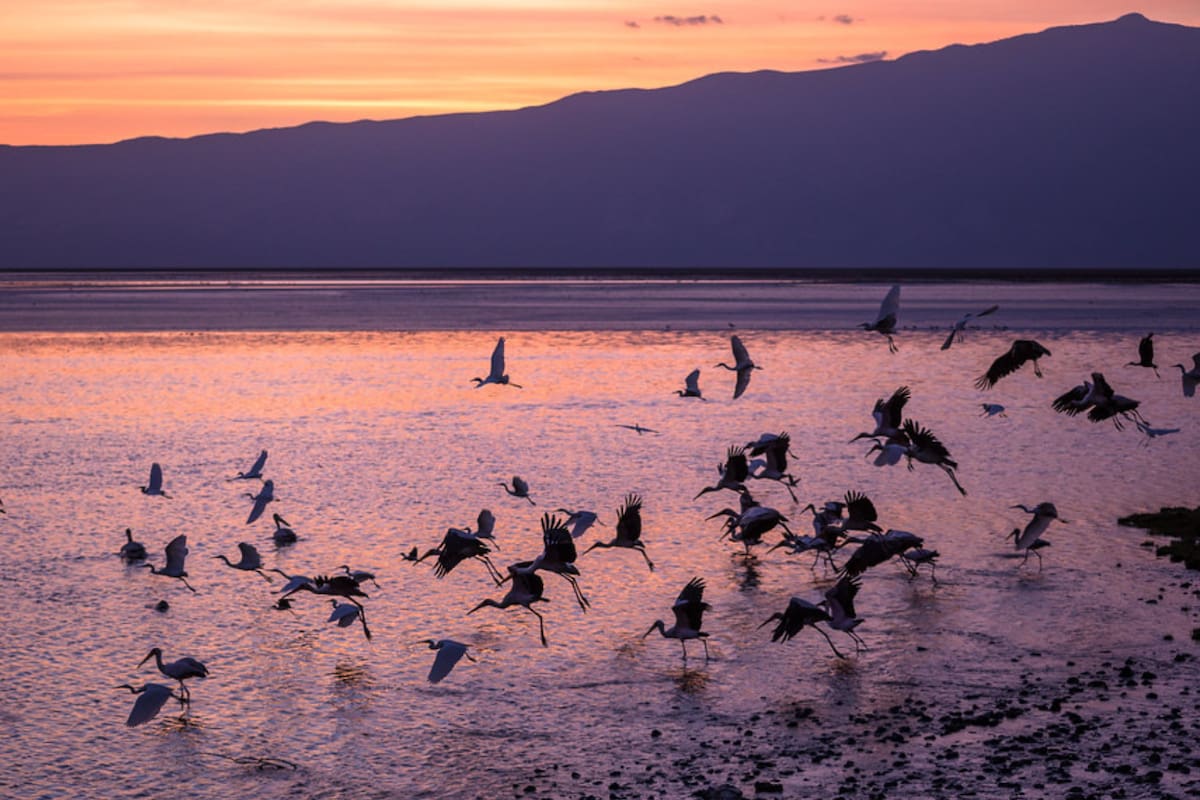 El asombroso lago Natron en Tanzania “petrifica” animales y da hogar a millones de flamencos