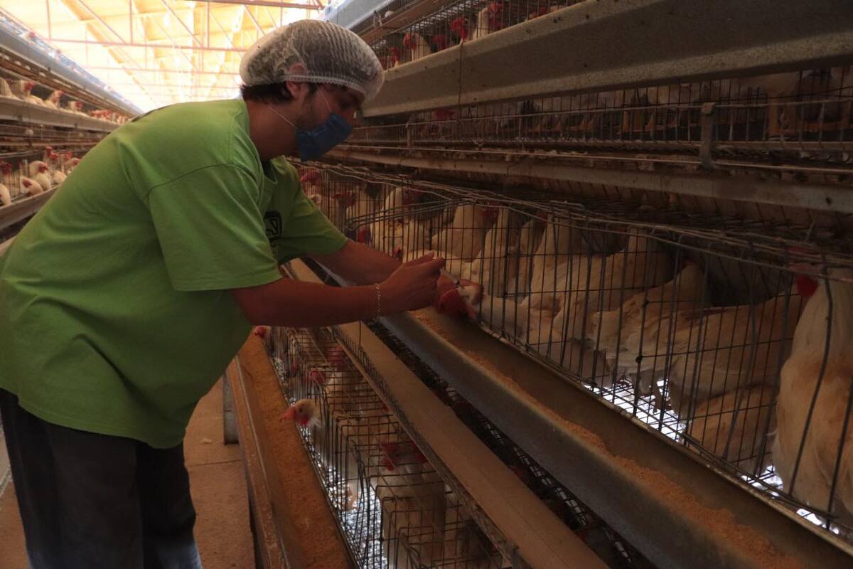 Vacunarán contra influenza aviar a 5 millones de aves en Sonora