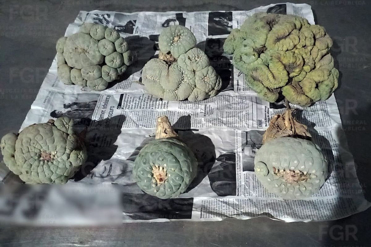 Interceptan envío de 6 ejemplares de peyote en empresa de paquetería de Hermosillo; iban de Torreón a Rosarito